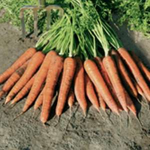 Камаран F1 - морковь (1,6-1,8 мм), Bejo/Бейо (Голландия) фото, цена